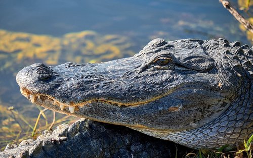 Giro in Airboat e tour a piedi e in auto nella Piccola Havana 