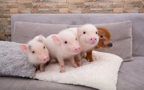 Микро Свинья Кафе в Мегуро, Токио