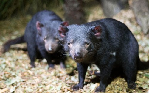 Bonorong Wildlife Sanctuary Daily Shuttle