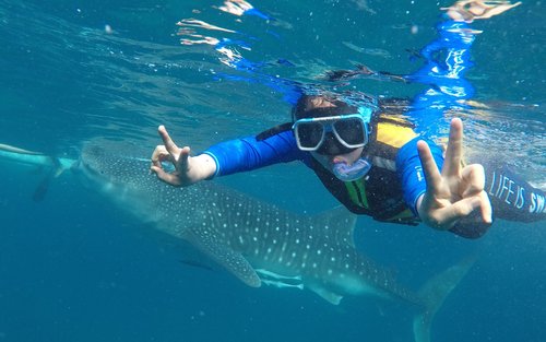 宿雾出发奥斯洛布鲸鲨共乘一日游
