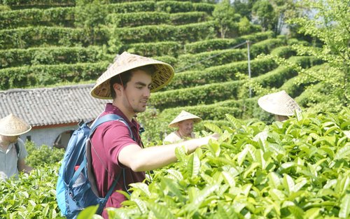 Guilin Yangshuo Qixianfeng Scenic Area Tea Picking and Production