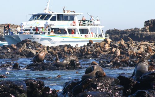 Phillip Island Seal Watching Cruise 