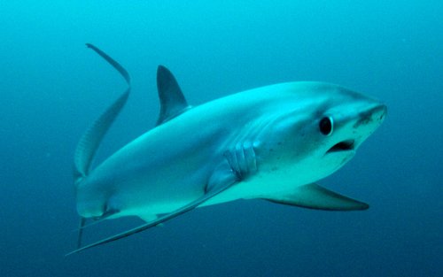 早朝オナガザメダイビング（マラパスクア / PADI 5 Star Center提供）