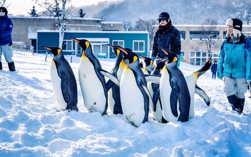 [Chinese & English Guide] Hokkaido Popular Day Trip | Asahiyama Zoo & Biei Internet-Famous Trees & Shirasu Waterfall & Shirogane Blue Pond & Ningle Terrace (Sapporo Departure)