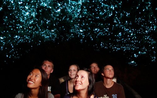 Waitomo Caves, Blue Springs and Kiwi House Small Group Tour
