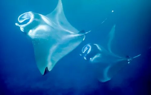 Manta Ray Snorkeling Experience in Kona