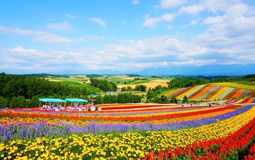 Sapporo Biei Blue Pond & Shikisai no Oka Full-Day Flower Tour
