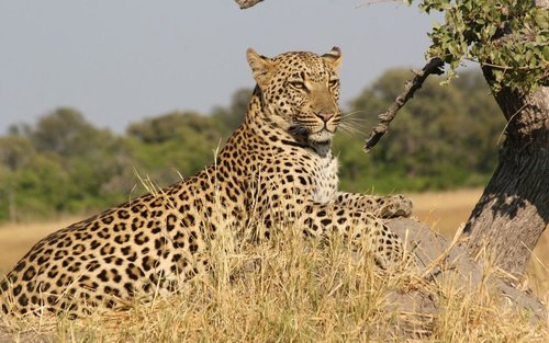 Lawatan Safari Kenya 5 Hari ke Masai Mara, Tasik Naivasha dan Amboseli