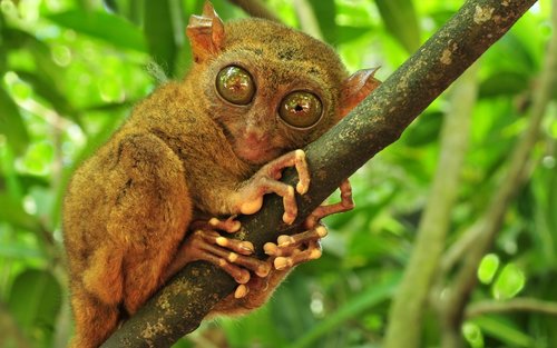Bohol Day tour with Chocolate Hills, Tarsier, Loboc River Cruise