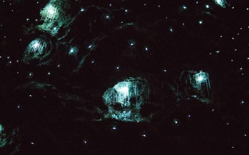 Gold Coast Glow Worm Night Tour (Chinees begeleid)