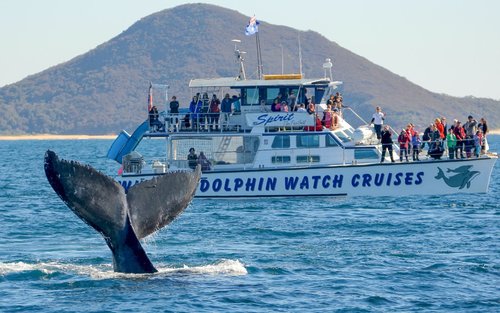 Port Stephens Full-Day Sightseeing Tour with Whale Watching