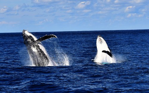 Humpback Whales