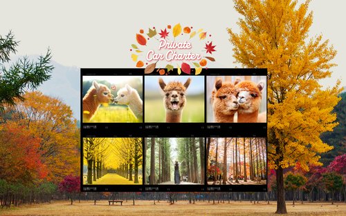 9-uur durende autoverhuur met chauffeur naar de buitenwijk van Nami Island / Alpaca World vanuit Seoul