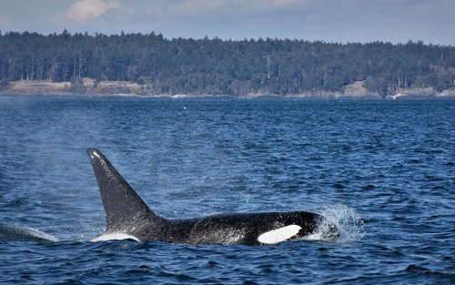 Vancouver Half Day Whale Watching and Marine Wildlife Cruise