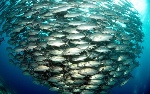 モアルボアル 5ダイブパッケージ（PADI 5スターセンター）