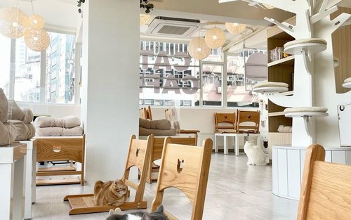 Cats Tea Room | Hong Kong Cat Cafe|Tsuen Wan|Tsim Sha Tsui|Mong Kok