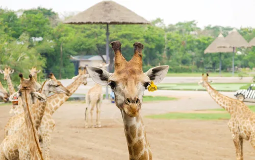 Bangkok Safari World Full-Day Tour with Night Market Visit