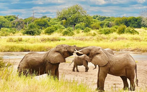 Private Tarangire National Park Day Trip