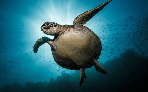 Turtle Tales: Shore Dive Adventure in Moalboal with PADI 5* Center