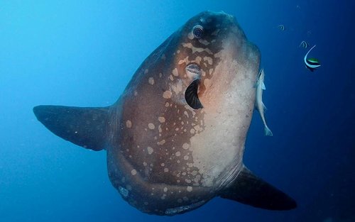 Manta Madness: 3 Dives Adventure in Nusa Penida with PADI 5* Center