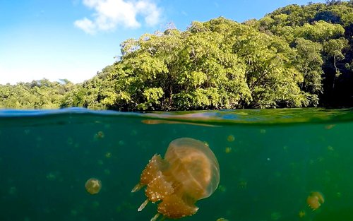 Palau | Passeio de um dia de mergulho com snorkel nas Ilhas Rock | Linha Leste - Rota do Lago da Medusa