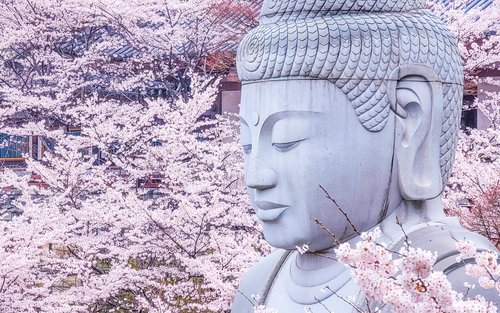 Cherry Blossom Buddha and Mt.Yoshino with Strawberry Picking Tour