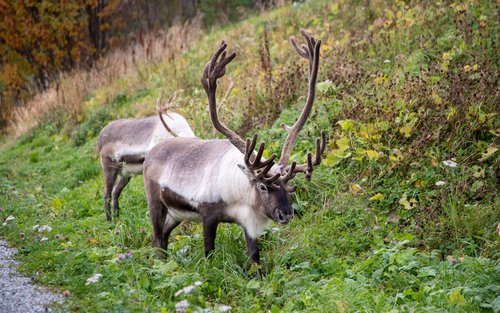 Tromso Fjords & Sommarøy Half-Day Wildlife Tour with Seaside Lunch