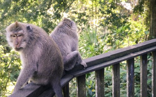 Sacred Monkey Forest Ubud Ticket