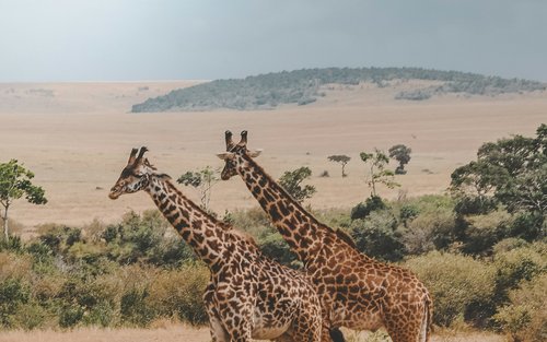 Serengeti national park & Ngorongoro Crater野生動物 & 自然多天遊