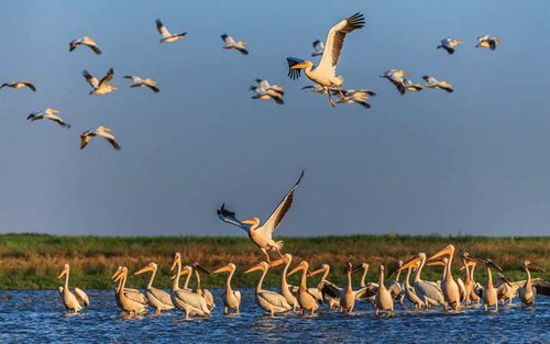 Bukaresti Duna-delta egész napos természetjárás