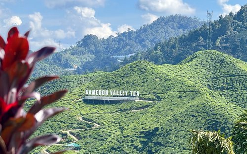 キャメロンハイランド 1日ガイド付きツアー（昼食付き、混載ツアー）