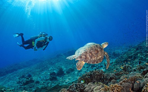 Experience Fabulous 4 Dives in Koh Phi Phi with PADI 5* Dive Center