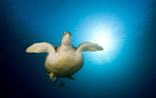 Sanur's Aquatic Gateway: Open Water Diver with PADI 5* Diving Center