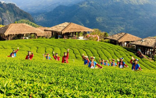 Experiência de Dia Inteiro na Trilha Eryanping de Chiayi Alishan e Yuyupas