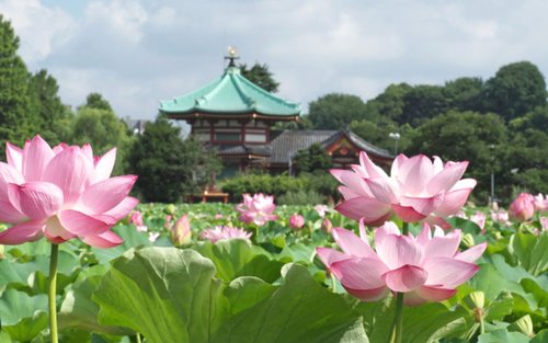 Ameyoko-Markt und Ueno-Park: 1,5-stündige Kleingruppen-Food- und Kultur-Tour