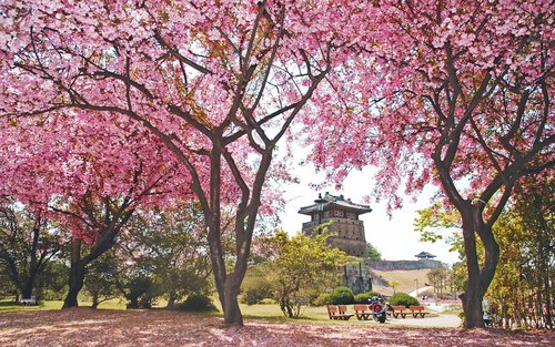 首尔一日游：水原华城与皇家樱花