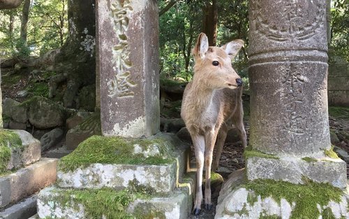 Nara Todaiji Temple & Deer Park Full-Day Private Tour