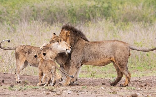 Lake Nakuru Safari and Lake Naivasha Boat Ride from Nairobi