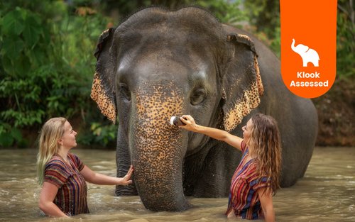 Elephant Jungle Sanctuary Phuket Experience