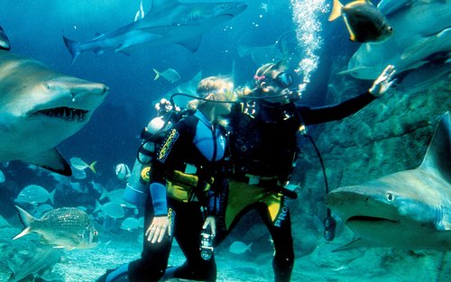 Melbourne SEA LIFE Aquarium Shark Dive Xtreme Experience