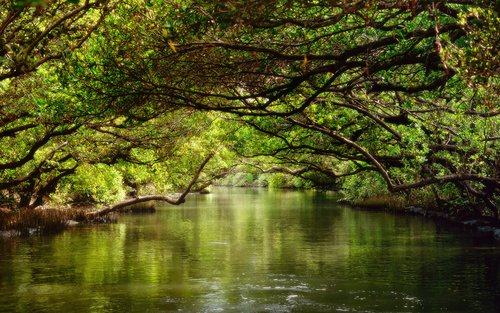 台南四草绿色隧道门票