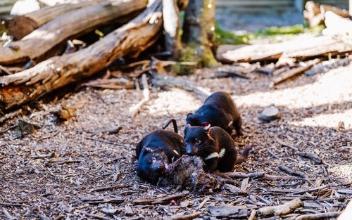 Lawatan Memberi Makan Haiwan Devils at Cradle Siang dan Malam