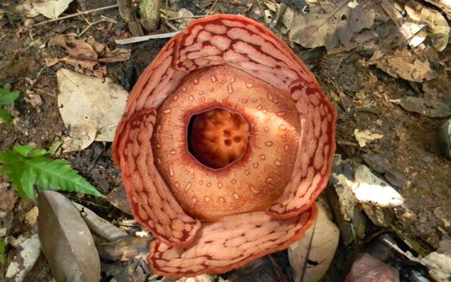 Ipoh Rafflesia Trekking Half-Day Nature Adventure