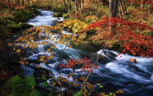 Oirase Gorge & Aomori Fall Foliage Highlights Tour with Lunch