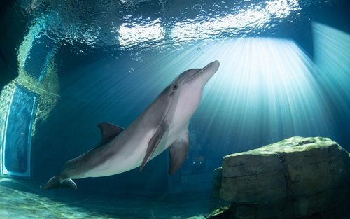 坦帕清水海洋水族馆门票