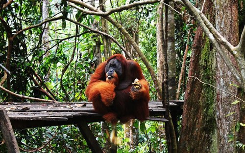 Discover Bukit Lawang Leuser National Park from Medan