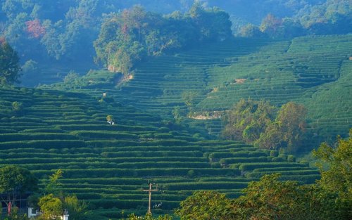 Heldags vandretur i Hangzhou Jiuxi Shibajian og Shili Langdang teplantager