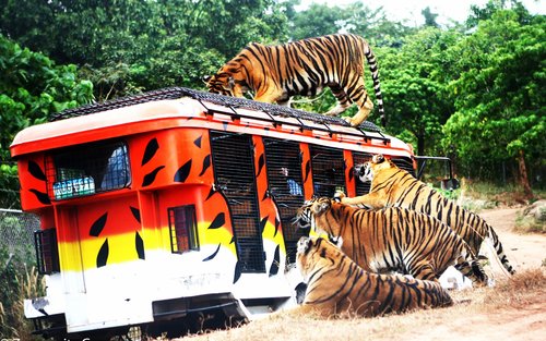 Zoobic Safari Ticket in Subic