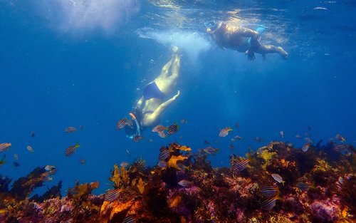 Private Snorkeling Tour In Sydney's Marine