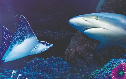 Sea Life Benalmadena Ticket